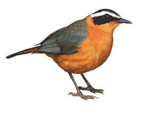 Foder til vildtfugle