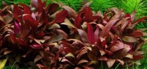 TROPICA12GROWAlternantherareineckiiMini023CTC-01