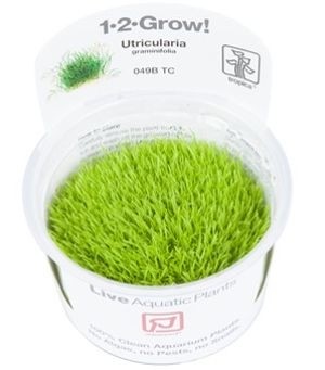 TROPICA12GROWUtriculariagraminifoliaBlrerod049BTC-31