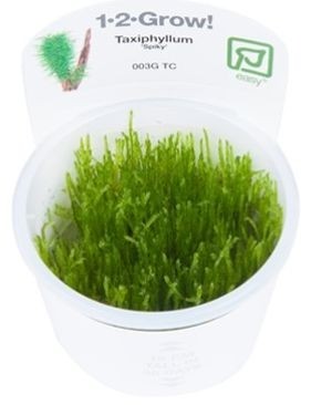 TROPICA12GROWTaxiphyllumSpikymos003GTC-31