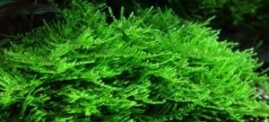 TROPICA12GROWTaxiphyllumSpikymos003GTC-01