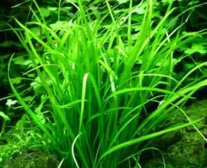 TROPICA12GROWHelanthiumtenellumGreenDvrgsvrdplante067ATC-01