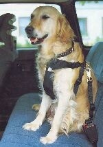 Sikkerhedsseletilhundetilbilen-31