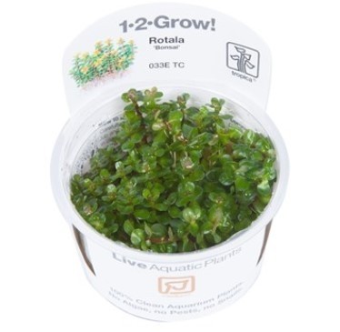 TROPICA12GROWRotalaBonsai033ETC-32