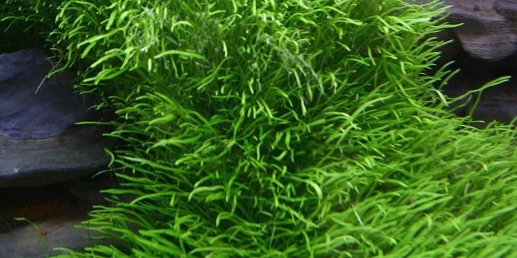 TROPICA12GROWUtriculariagraminifoliaBlrerod049BTC-01