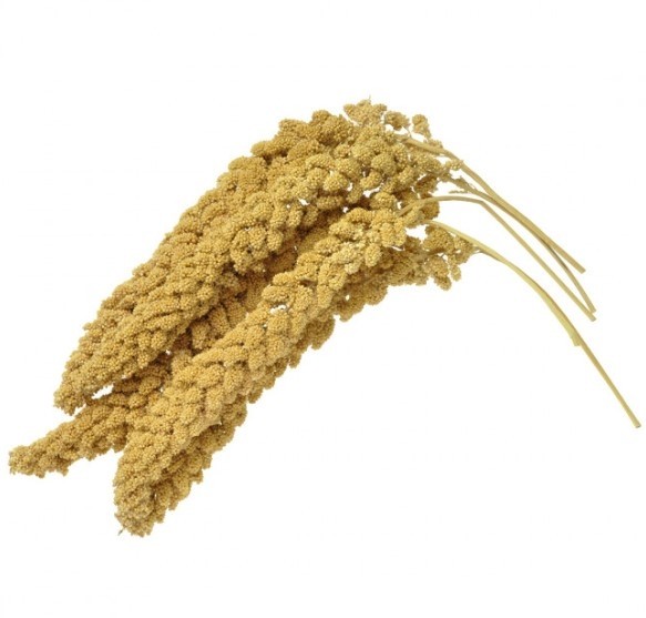 HirsekolbeGulKina-31