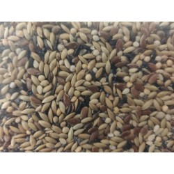 KanarieblandingudenRbs-20