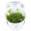 TROPICA12GROWMarsileahirsutaVandbregne010TC-01