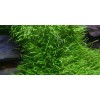 TROPICA12GROWUtriculariagraminifoliaBlrerod049BTC-01