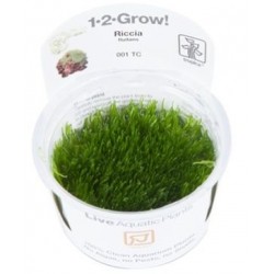 TROPICA 1-2 GROW Riccia fluitans (001 TC)